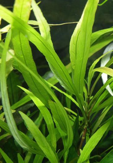 Гигрофила узколистная или гигрофила иволистная Hygrophila angustifolia, 1 ветка