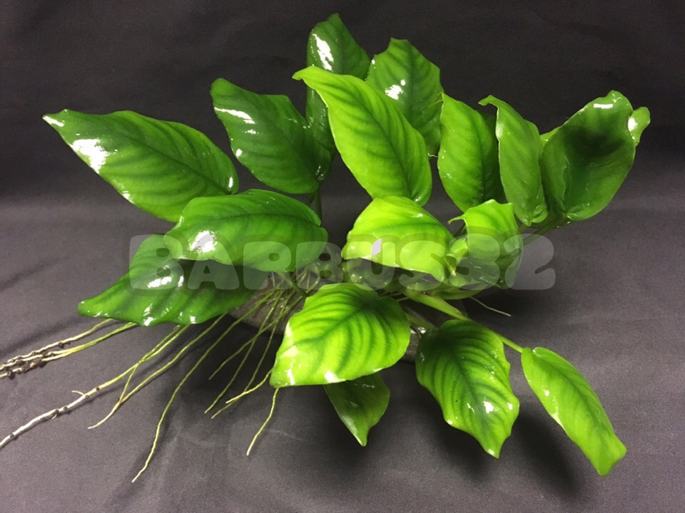Анубиас Бартера широколистный Anubias barteri Broad leaf, 1 куст