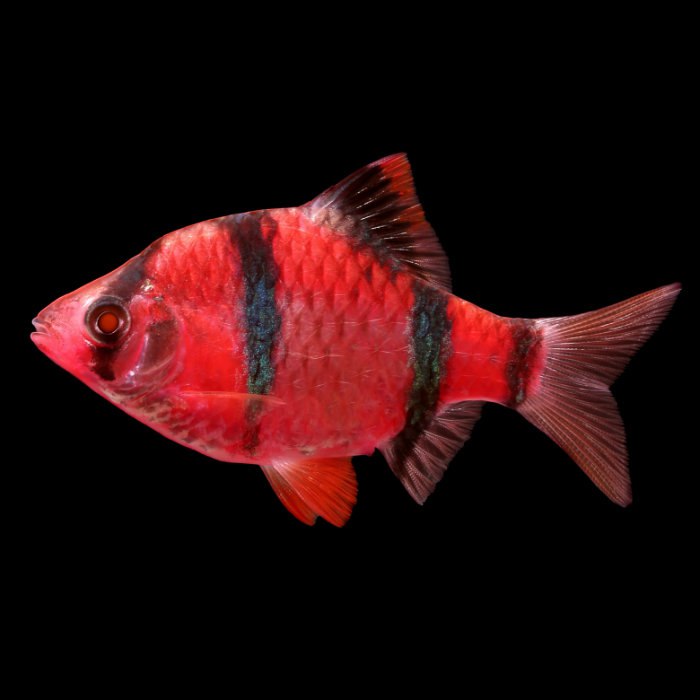 Барбус ГЛО Красный (GloFish) светящийся